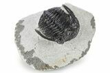 Bargain, Hollardops Trilobite -Ofaten, Morocco #271537-3